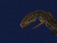 Stejneger's grass lizard Collection Image, Figure 8, Total 9 Figures
